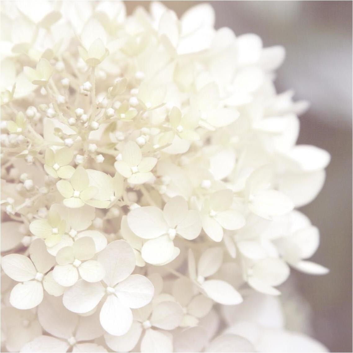 Hydrangea Dream I -Paper Art-38&quotx38"