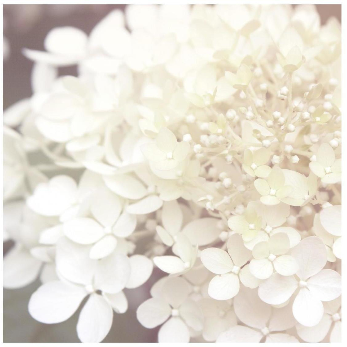 Hydrangea Dream II -Paper Art-26&quotx26"