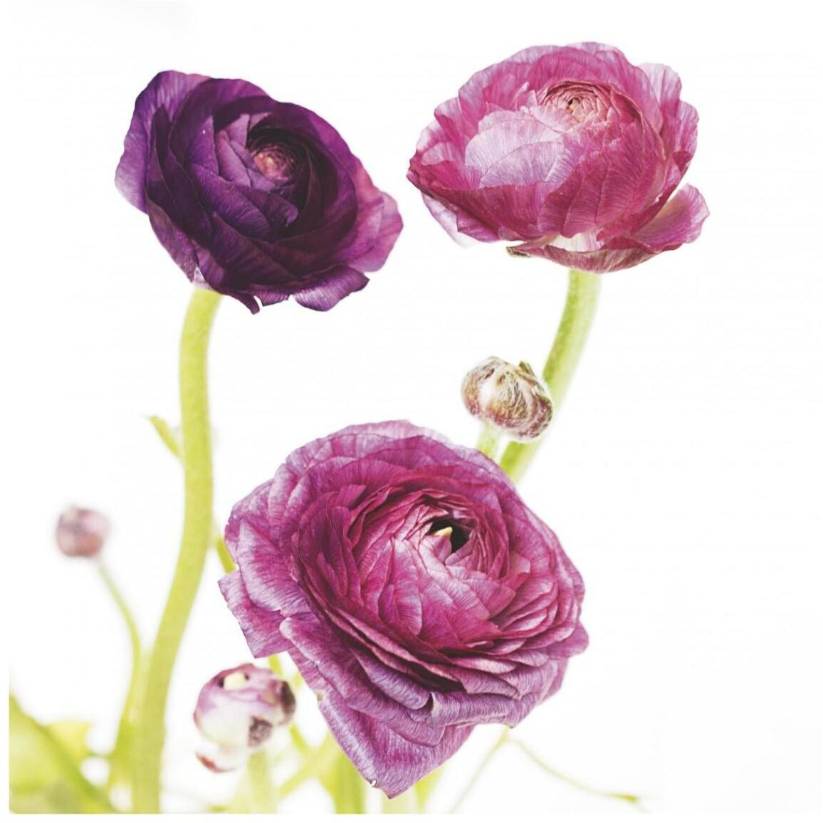 Spring Ranunculus I -Paper Art-42&quotx42"