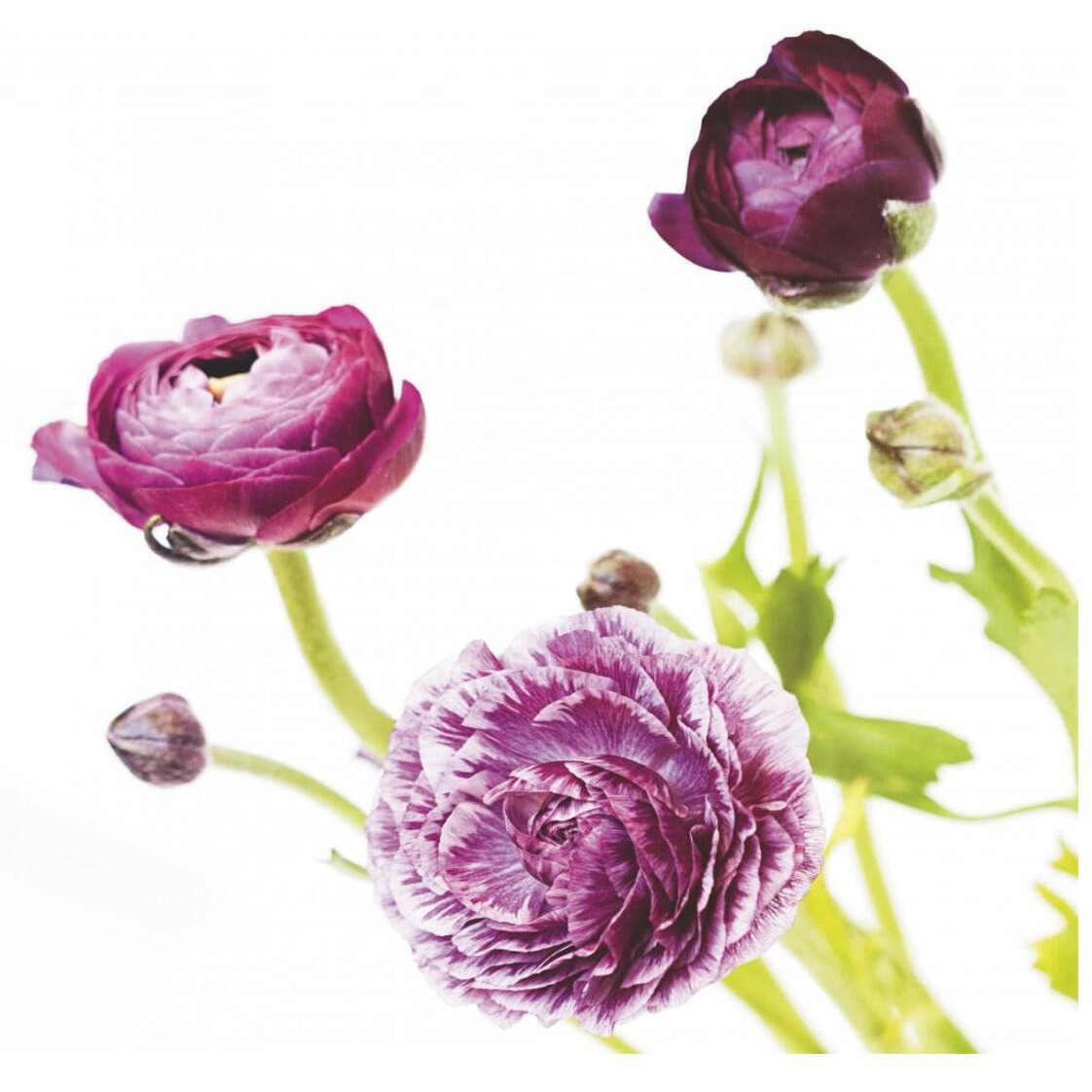 Spring Ranunculus II -Paper Art-26&quotx26"