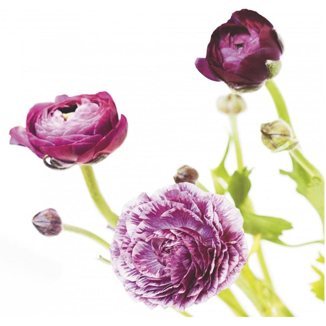 Spring Ranunculus II -Paper Art-32&quotx32"