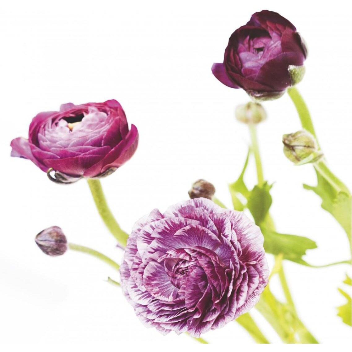 Spring Ranunculus II -Paper Art-38&quotx38"