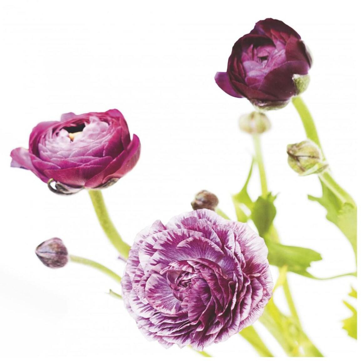 Spring Ranunculus II -Paper Art-42&quotx42"