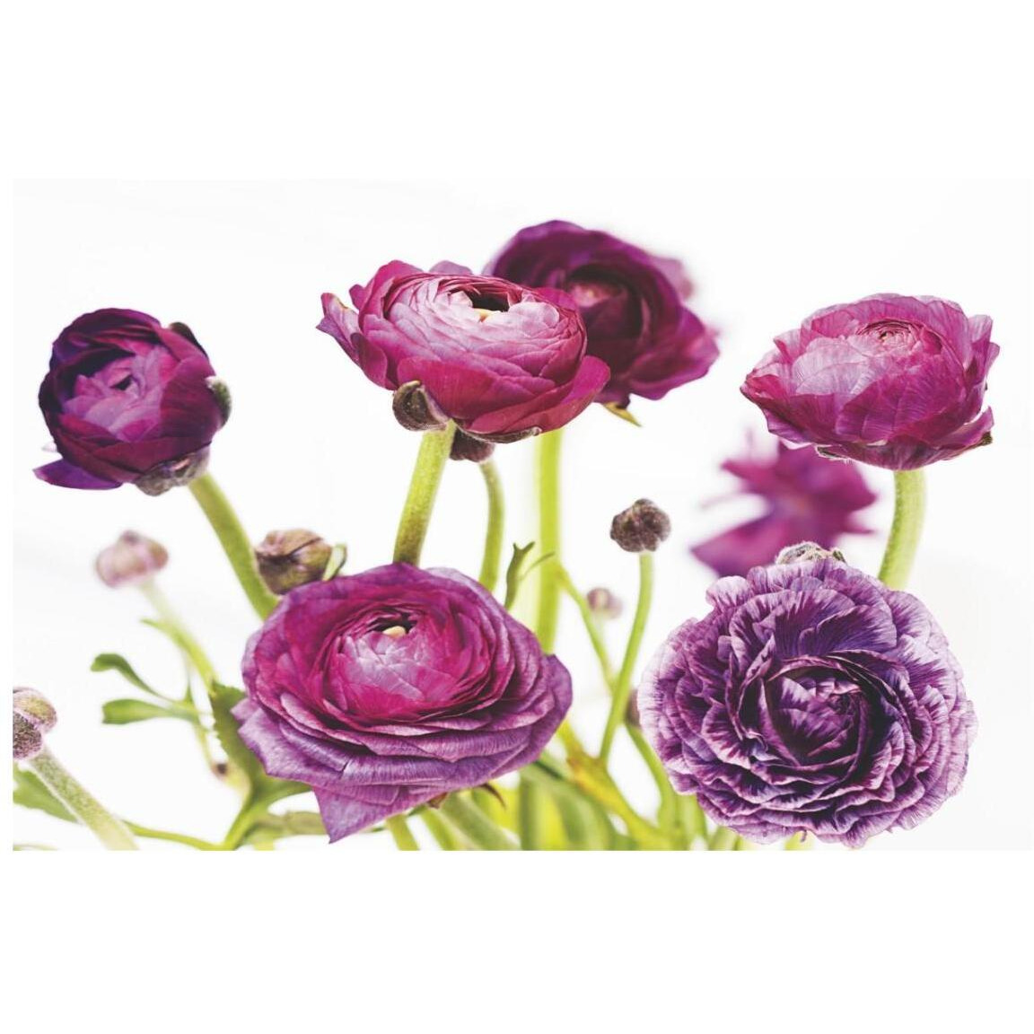 Spring Ranunculus III -Paper Art-20&quotx14"