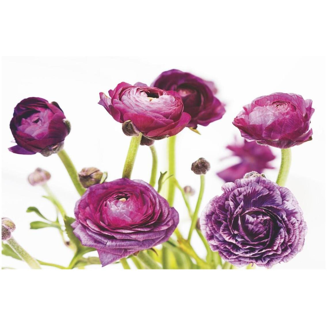 Spring Ranunculus III -Paper Art-32&quotx22"