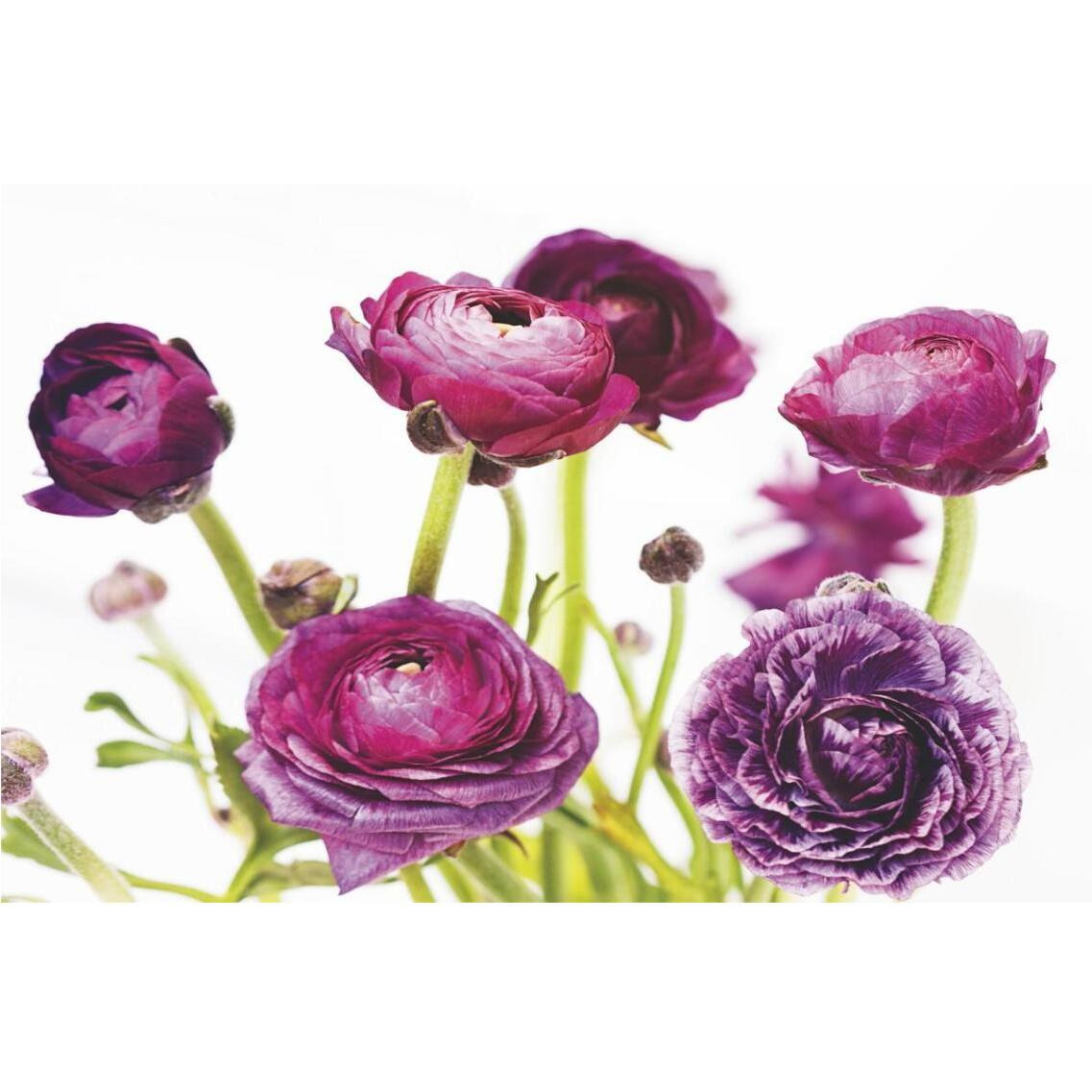 Spring Ranunculus III -Paper Art-38&quotx26"