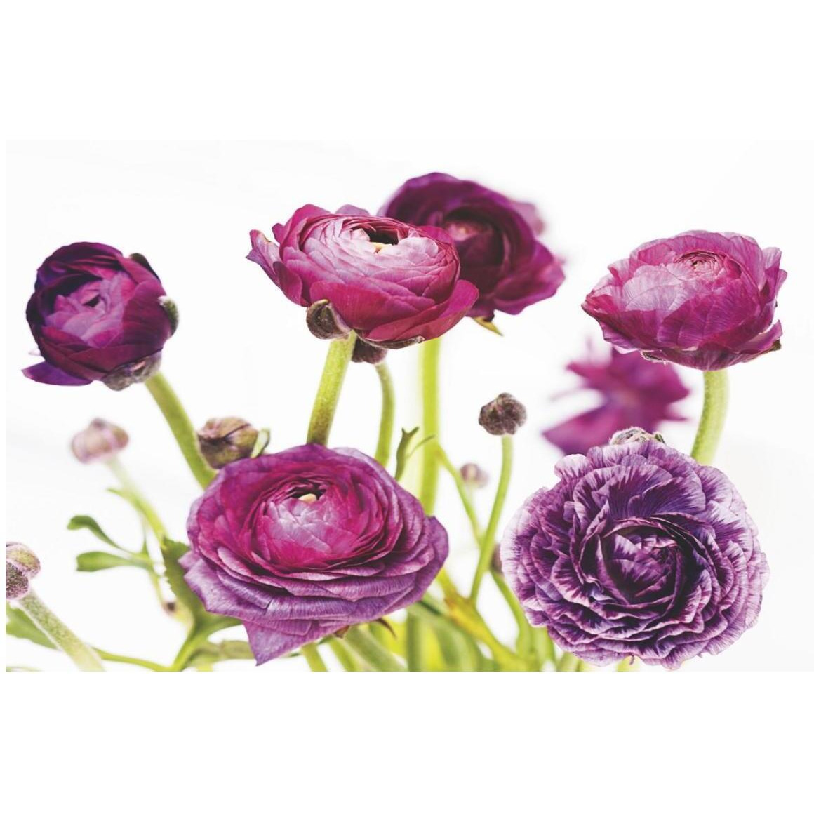Spring Ranunculus III -Paper Art-50&quotx34"