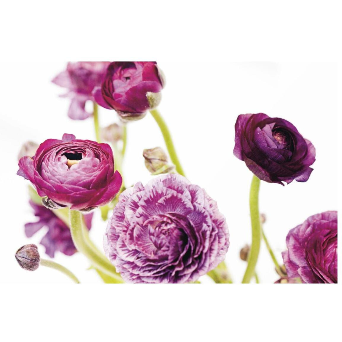 Spring Ranunculus IV -Paper Art-20&quotx14"