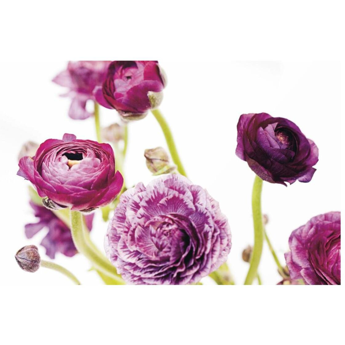 Spring Ranunculus IV -Paper Art-26&quotx18"