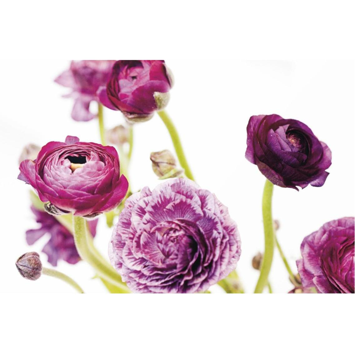 Spring Ranunculus IV -Paper Art-38&quotx26"