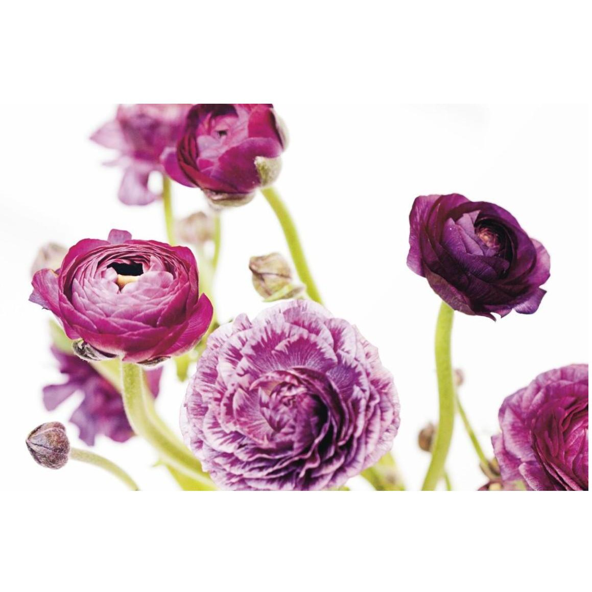 Spring Ranunculus IV -Paper Art-50&quotx34"