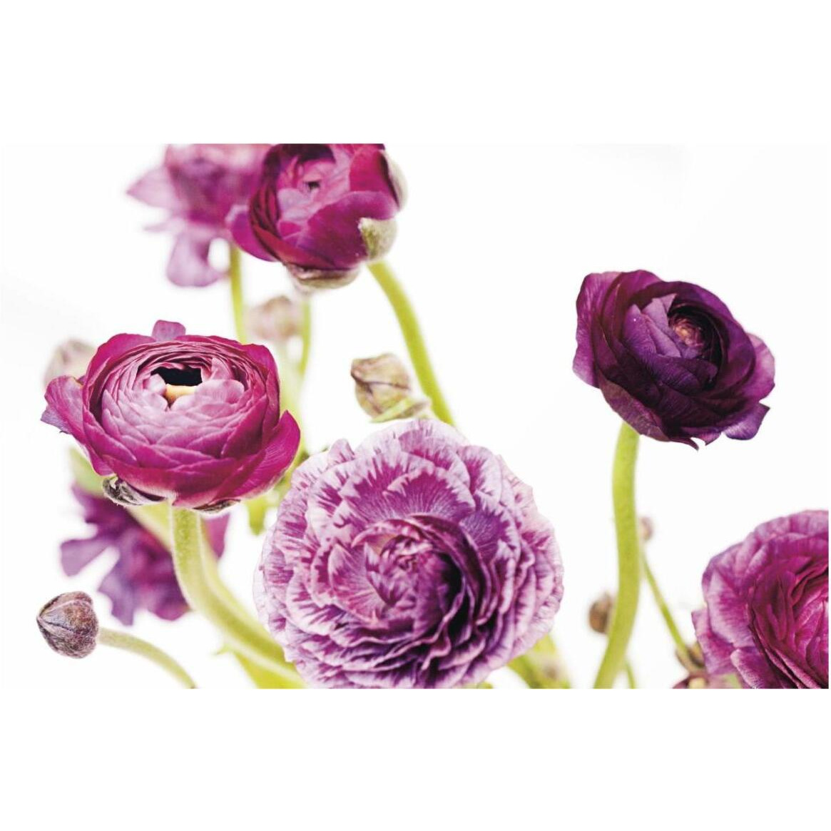 Spring Ranunculus IV -Paper Art-62&quotx42"