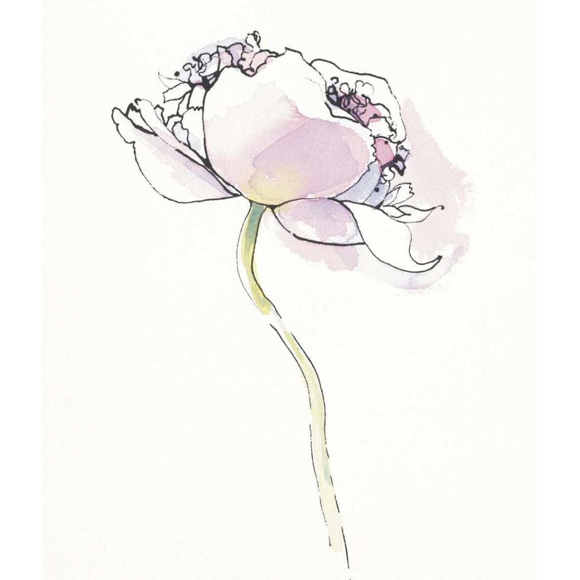 Single Pink Somniferums I on White -Paper Art-32.6&quotx38"
