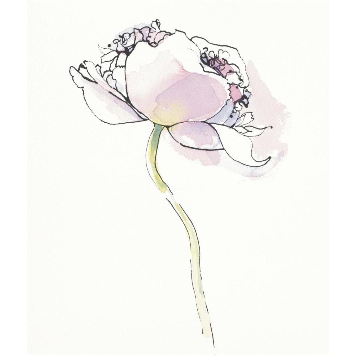 Single Pink Somniferums I on White -Paper Art-36&quotx42"