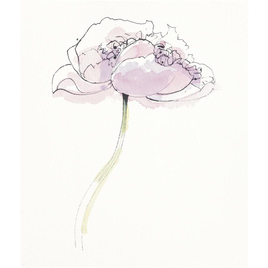 Single Pink Somniferums II on White -Paper Art-15.6&quotx18"