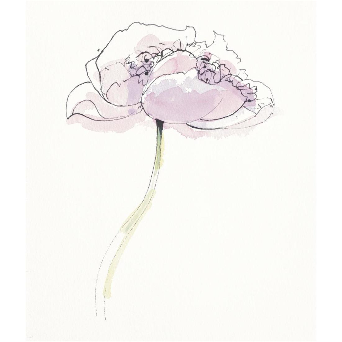 Single Pink Somniferums II on White -Paper Art-20.7&quotx24"