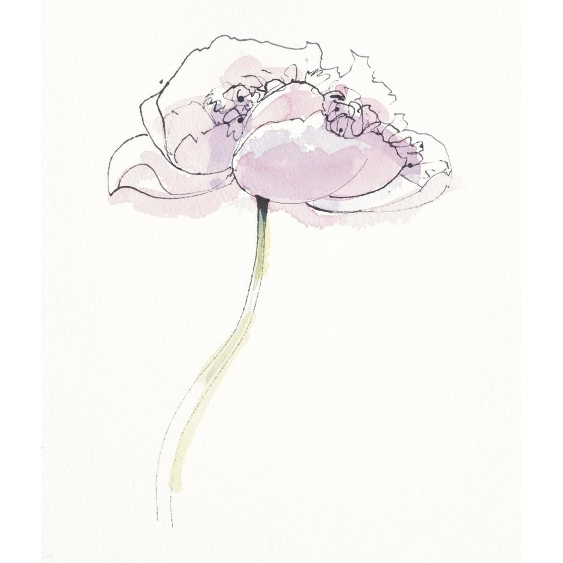 Single Pink Somniferums II on White -Paper Art-32.6&quotx38"