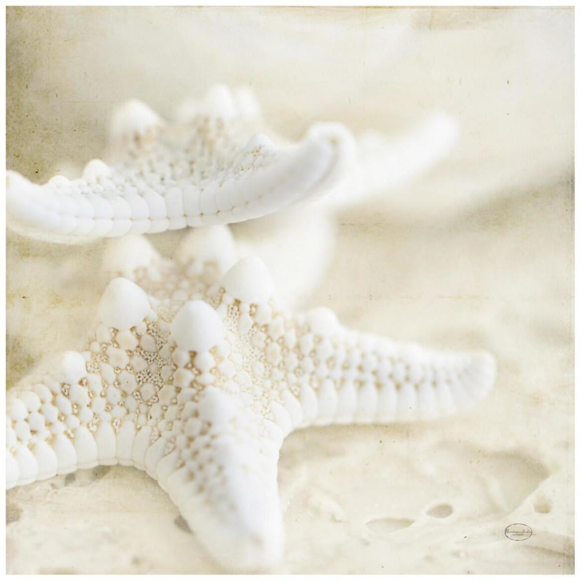 Seashore Stars -Paper Art-42&quotx42"