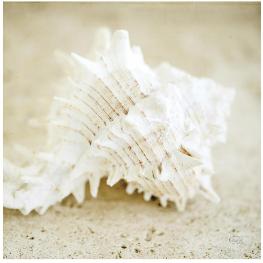 Seashore Shells II -Paper Art-20&quotx20"