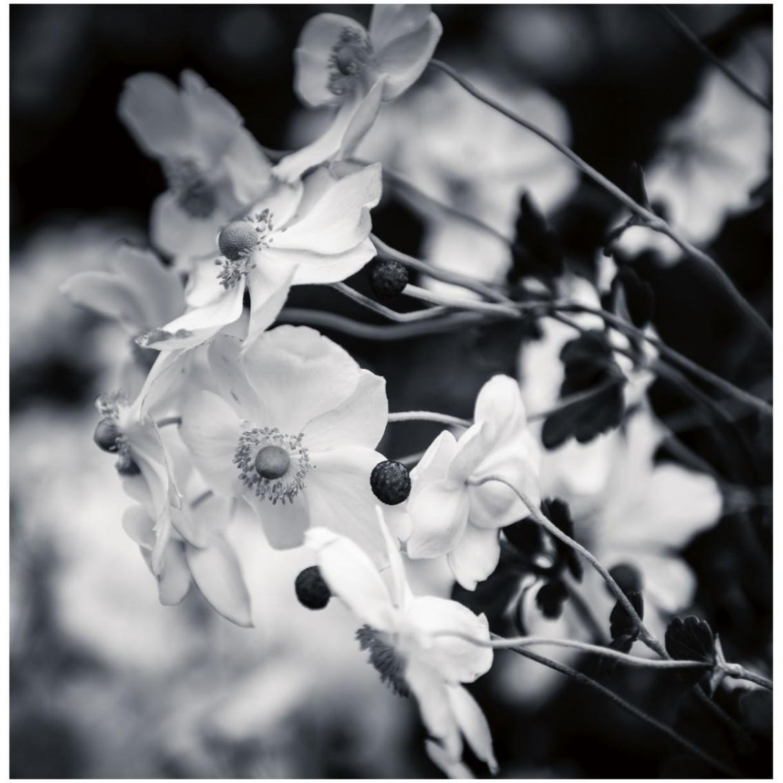 Black and White Anemones -Paper Art-32&quotx32"