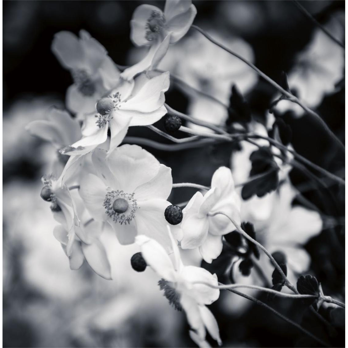 Black and White Anemones -Paper Art-38&quotx38"