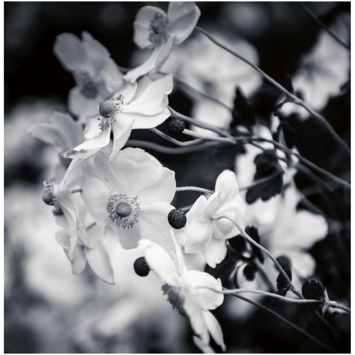 Black and White Anemones -Paper Art-42&quotx42"
