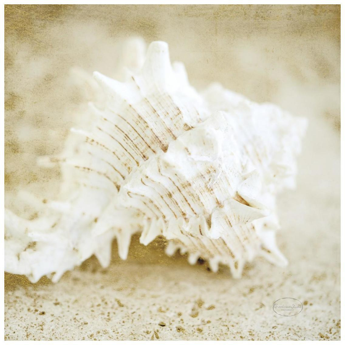 Golden Seashore Shells -Paper Art-26&quotx26"