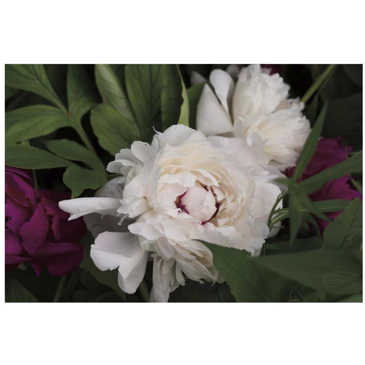 Peonies I -Paper Art-20&quotx14"