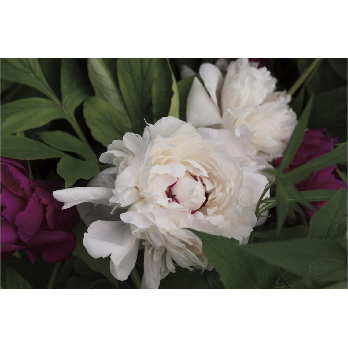 Peonies I -Paper Art-38&quotx26"