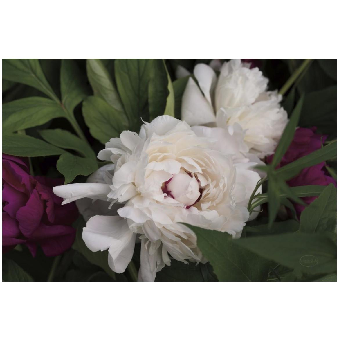 Peonies I -Paper Art-50&quotx34"