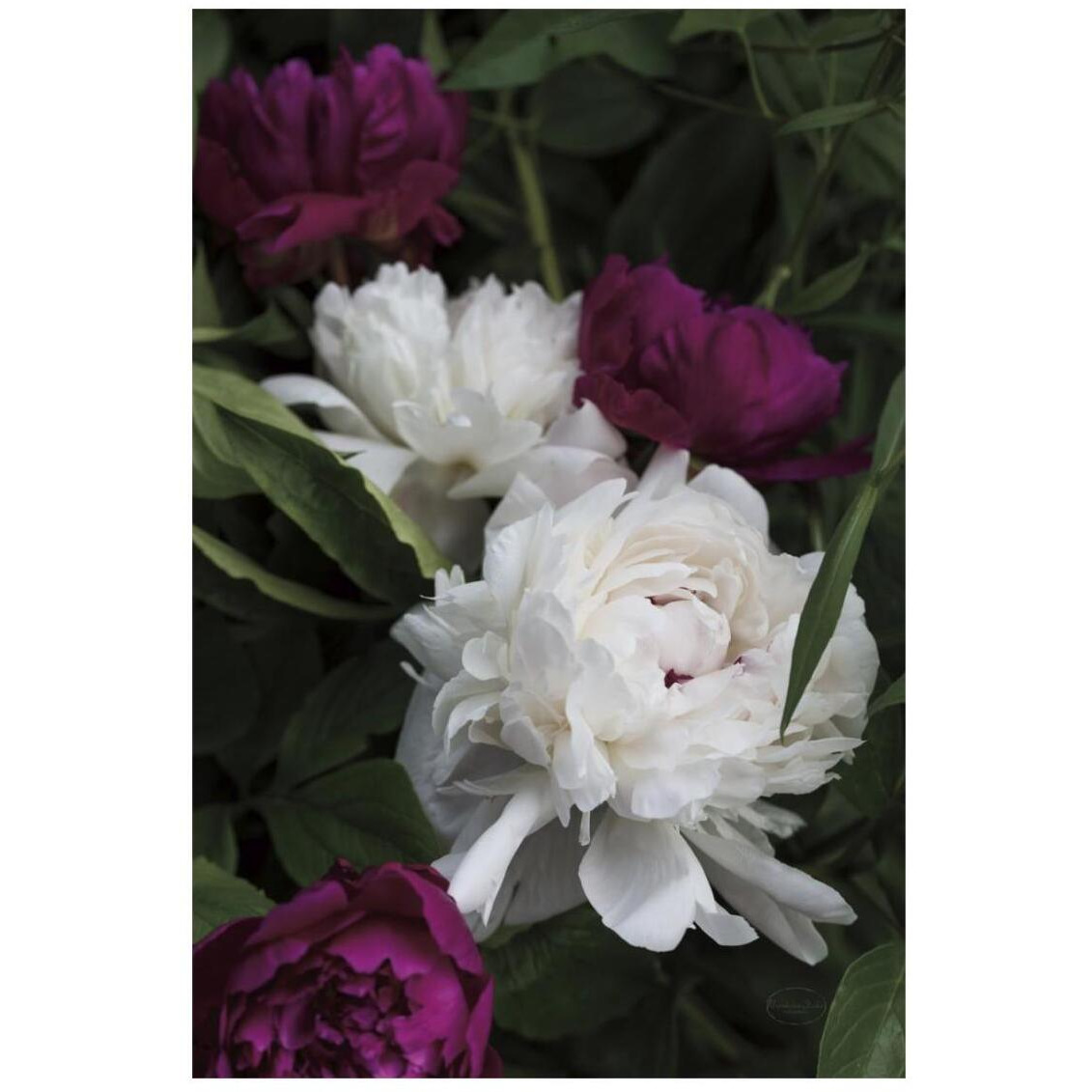 Peonies II -Paper Art-18&quotx26"