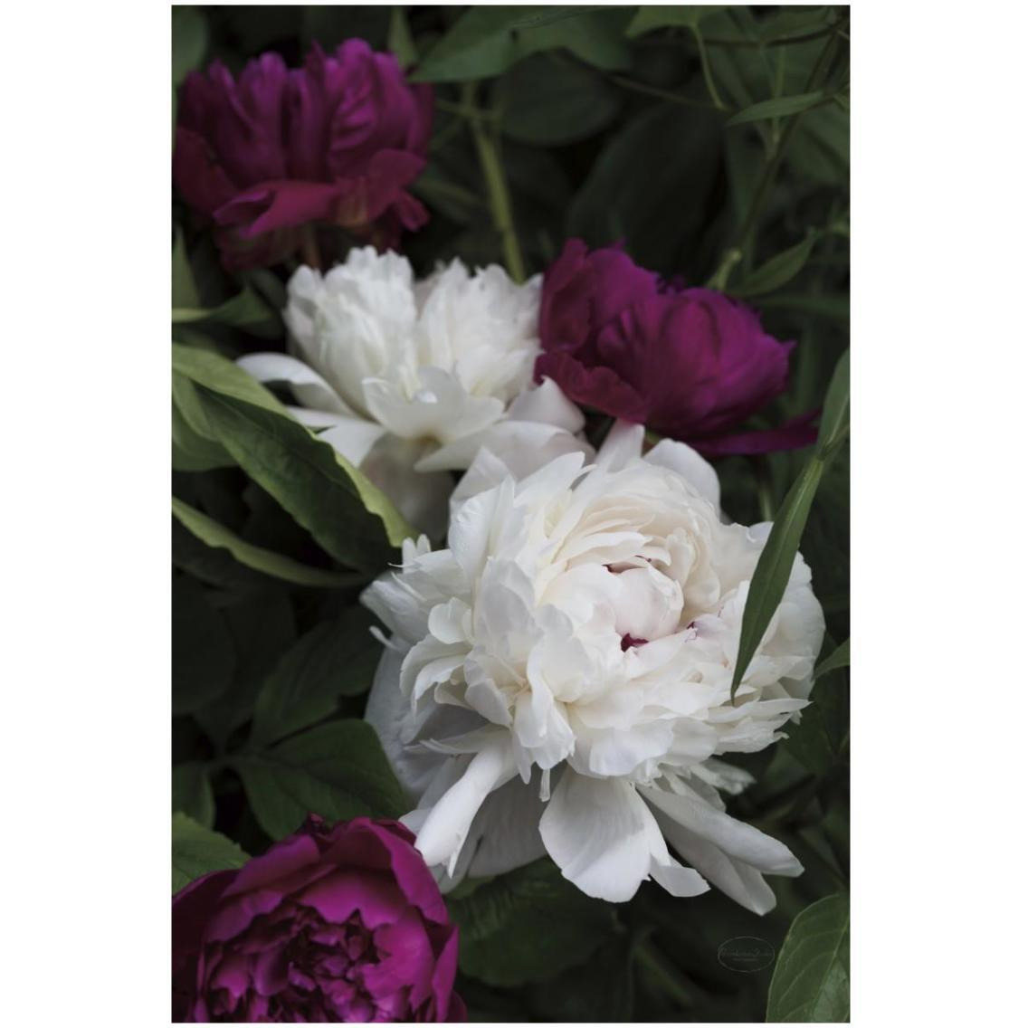 Peonies II -Paper Art-22&quotx32"