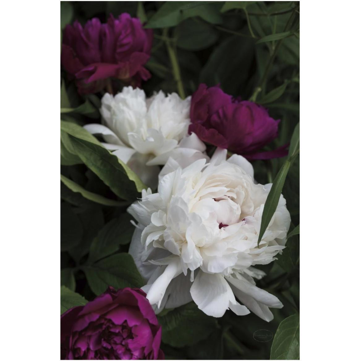 Peonies II -Paper Art-42&quotx62"
