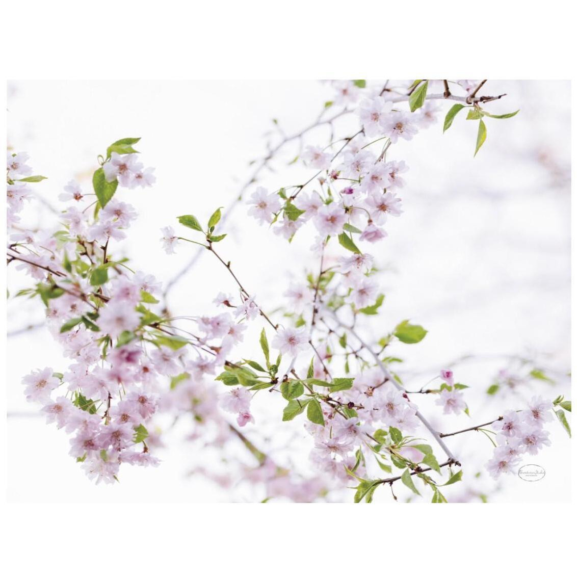 Spring Branches I -Paper Art-26&quotx20"