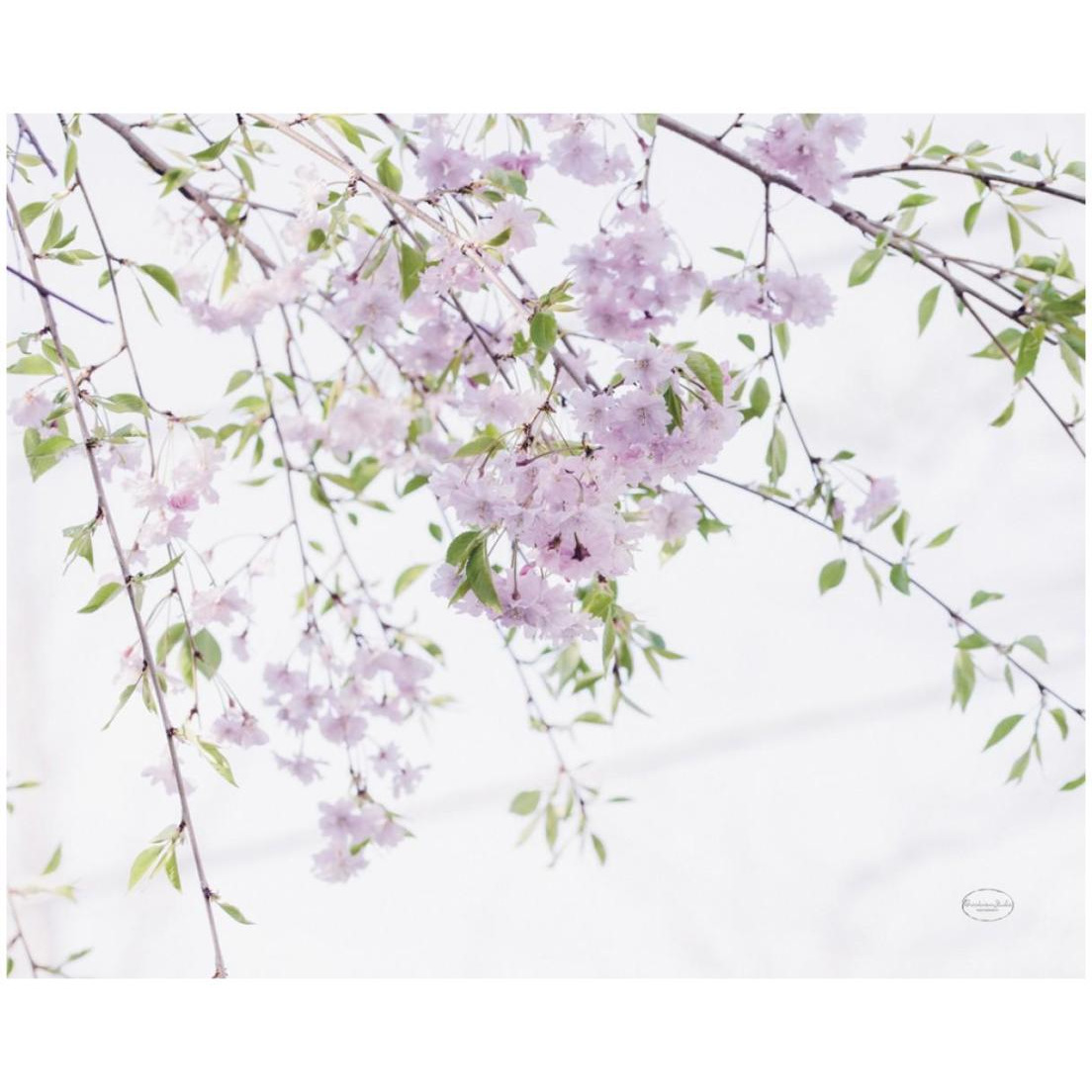 Spring Branches II -Paper Art-22&quotx18"