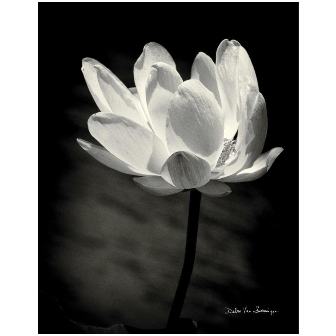 Lotus Flower X -Paper Art-22&quotx26"