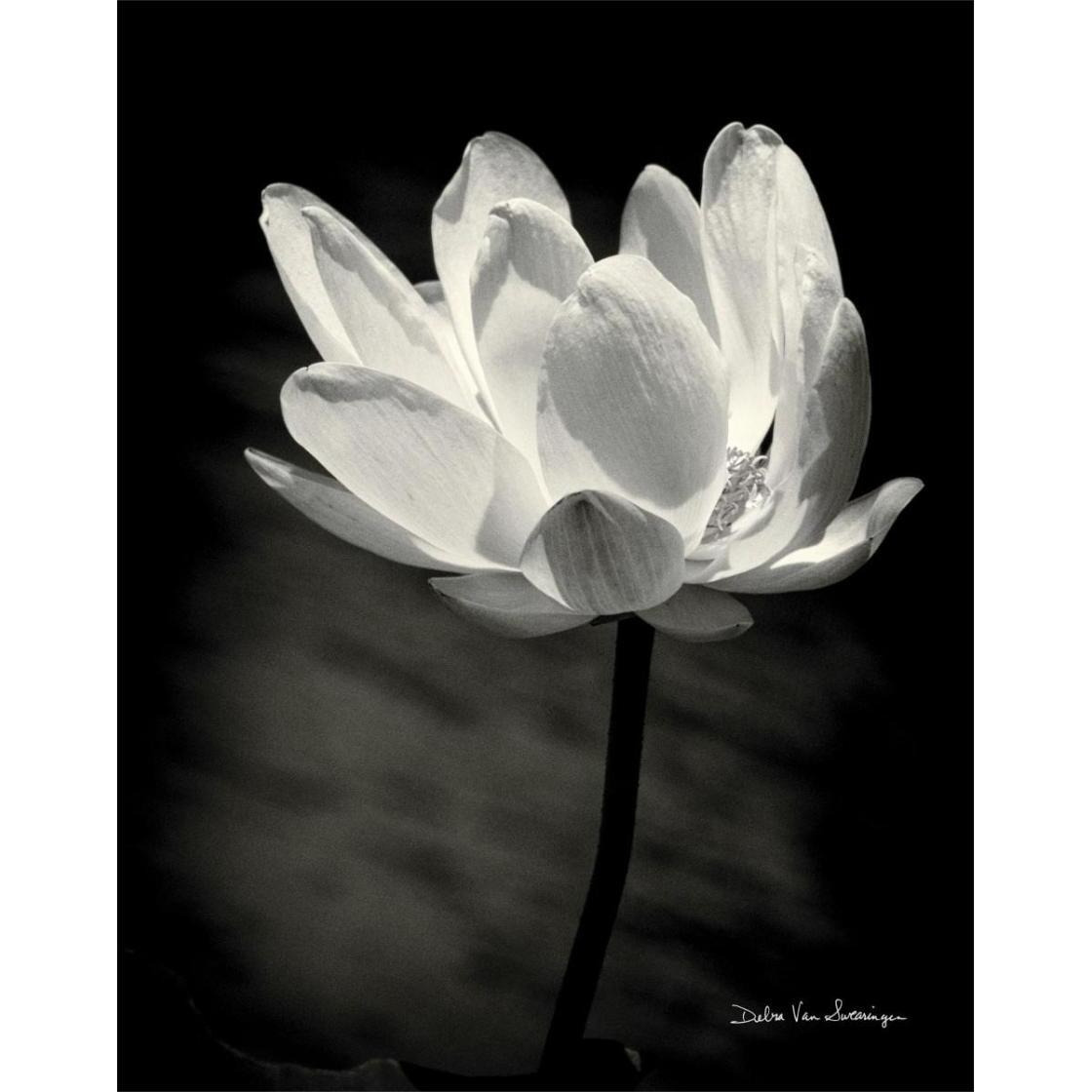 Lotus Flower X -Paper Art-24&quotx30"
