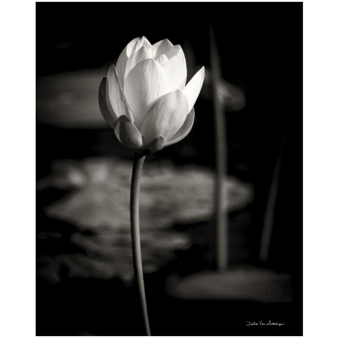 Lotus Flower VI -Paper Art-22&quotx26"