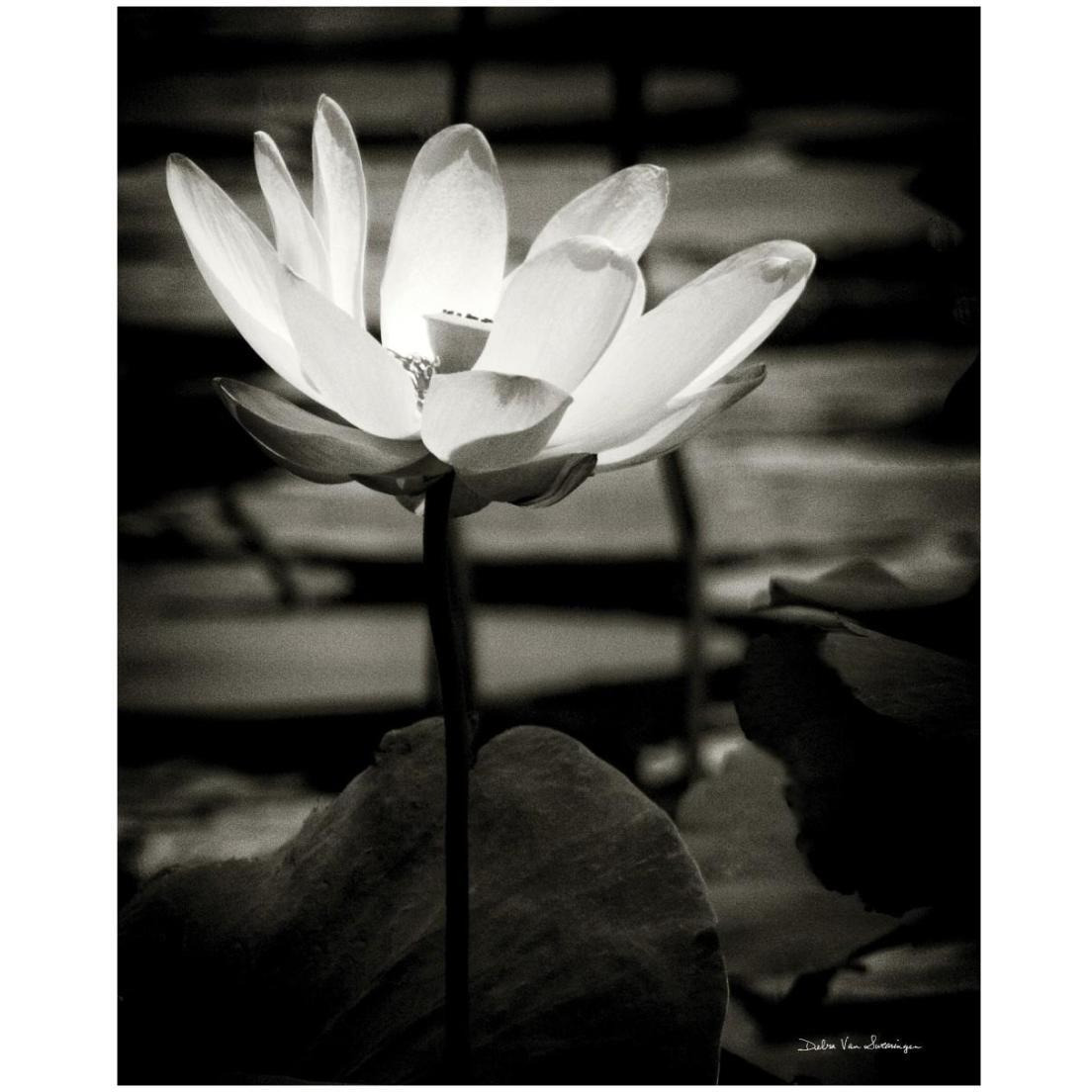 Lotus Flower VIII -Paper Art-18&quotx22"