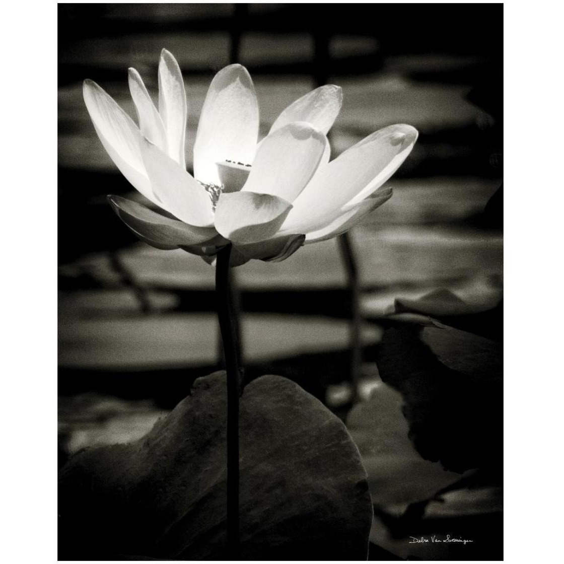 Lotus Flower VIII -Paper Art-22&quotx26"