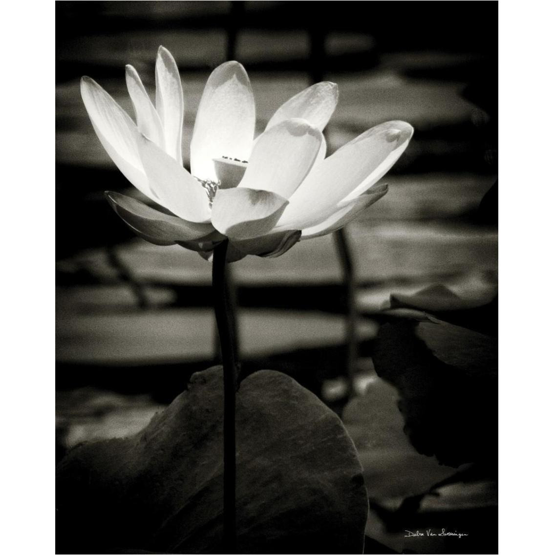Lotus Flower VIII -Paper Art-30&quotx37"