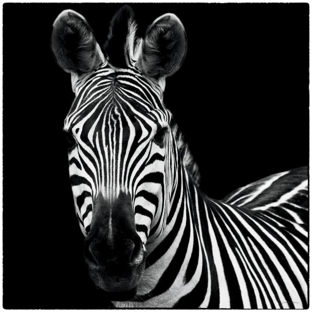 Zebra II Square -Paper Art-20&quotx20"