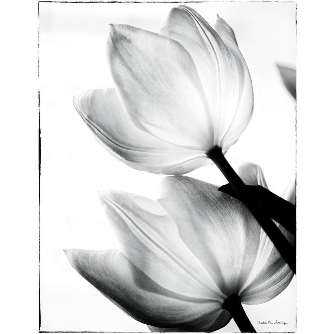 Translucent Tulips II -Paper Art-24&quotx30"