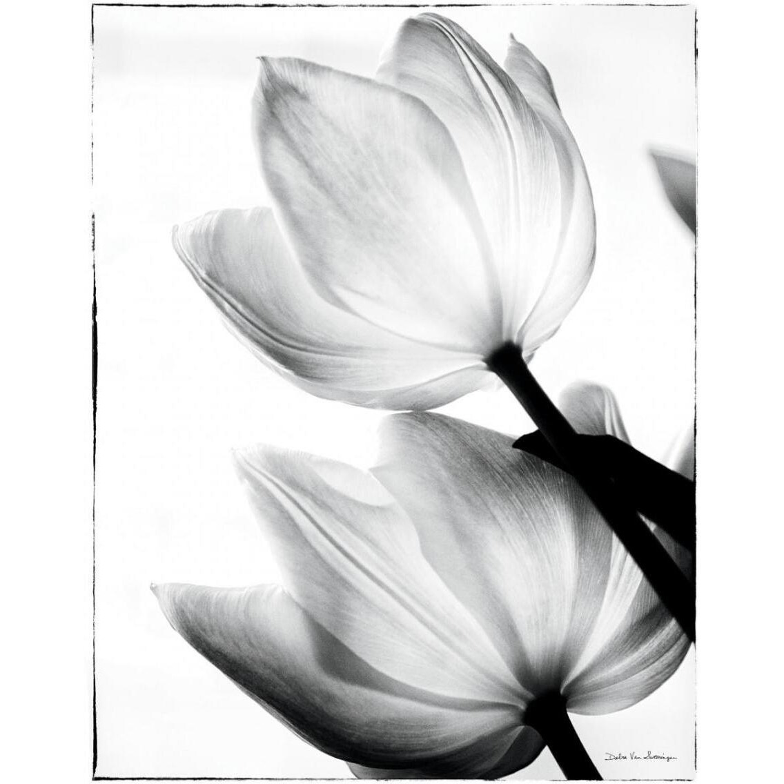 Translucent Tulips II -Paper Art-30&quotx37"