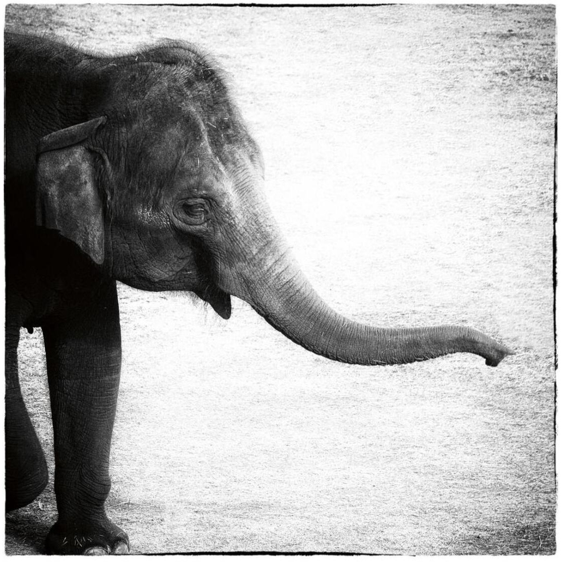 Elephant II -Paper Art-26&quotx26"