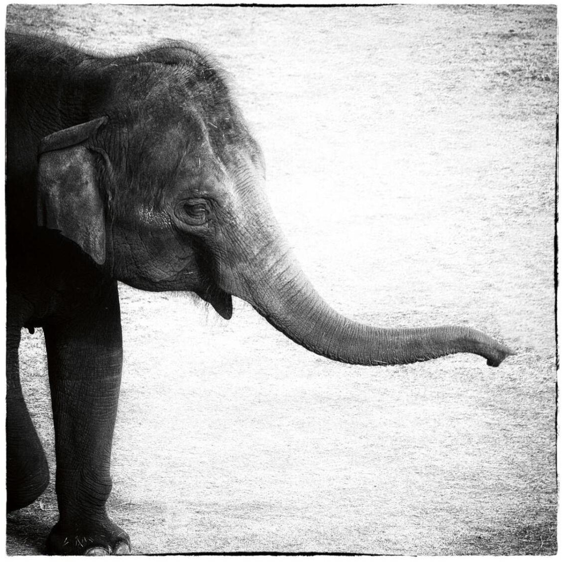 Elephant II -Paper Art-32&quotx32"