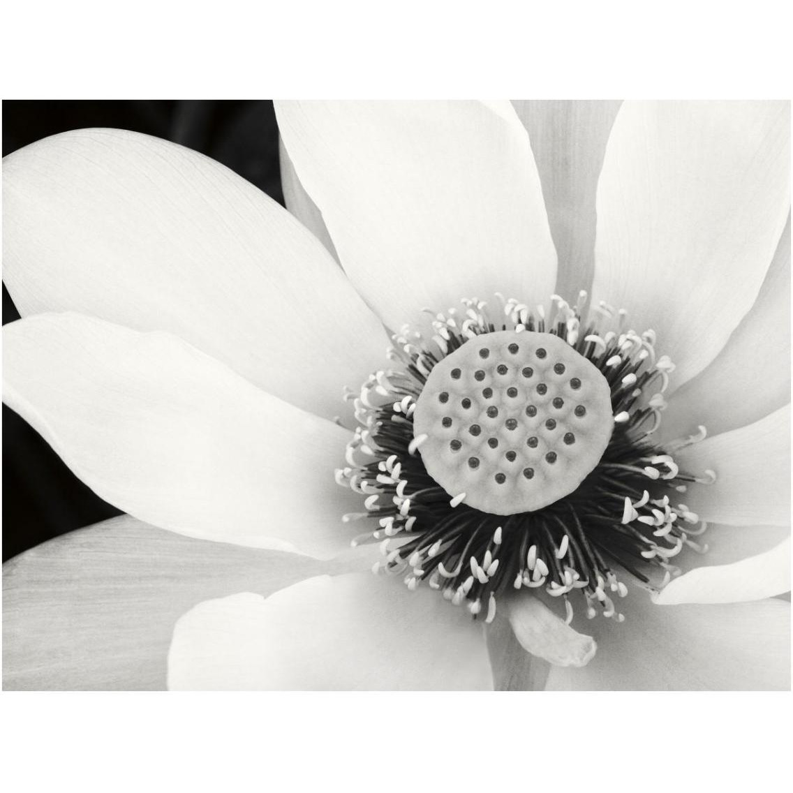 Lotus Flower IV -Paper Art-18&quotx14"