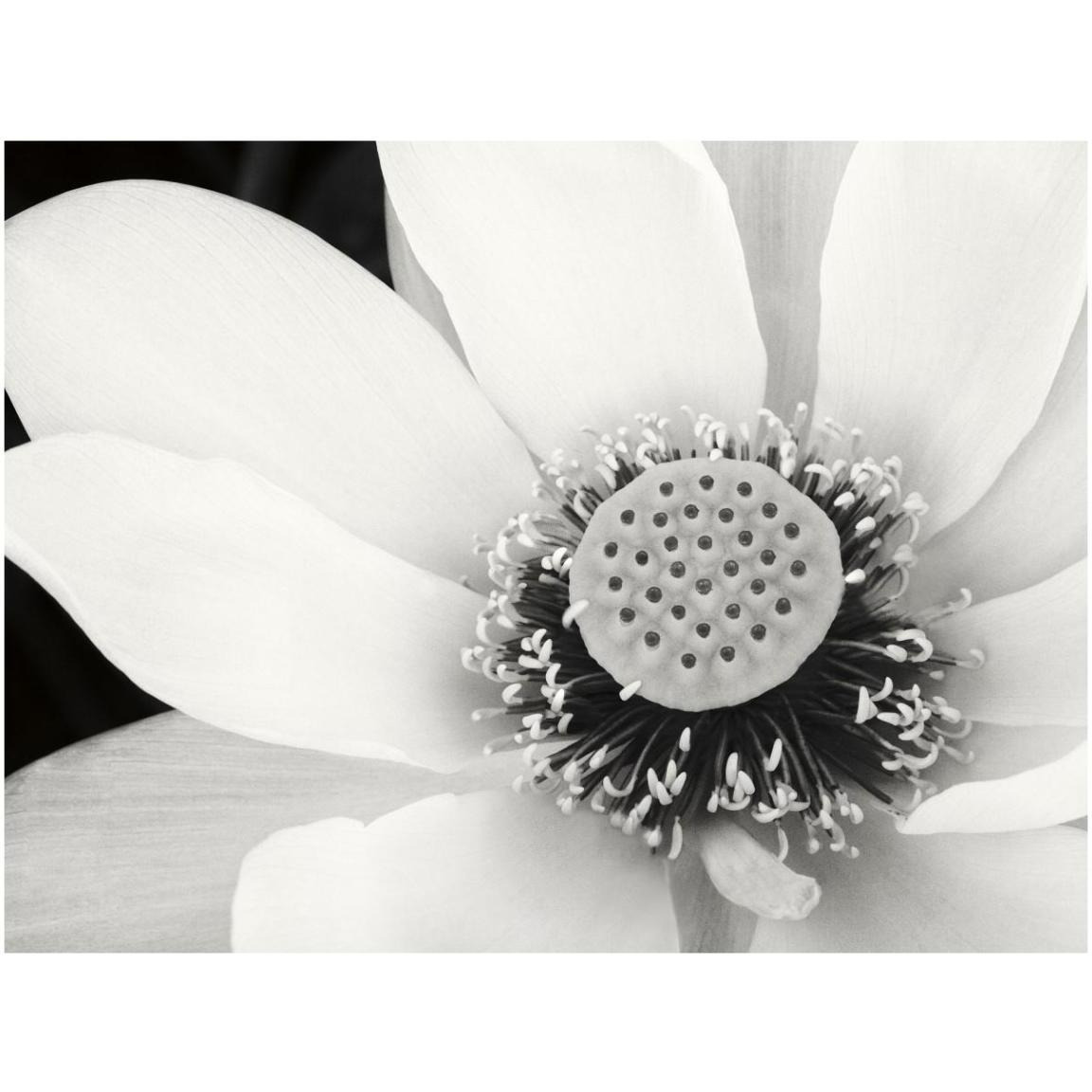 Lotus Flower IV -Paper Art-42&quotx32"