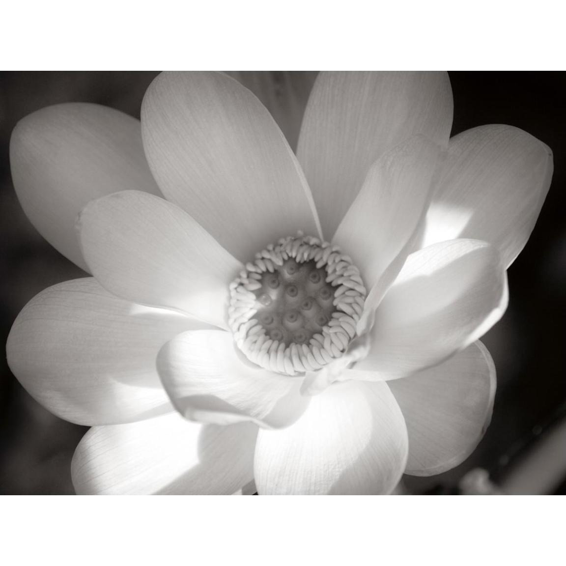 Lotus Flower V -Paper Art-50&quotx38"