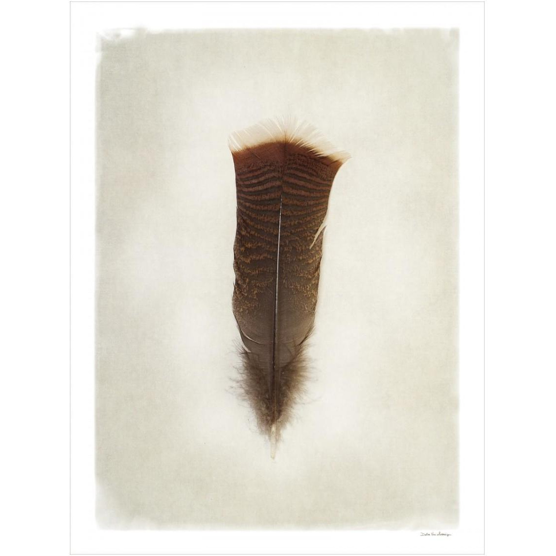 Feather III -Paper Art-14&quotx18"